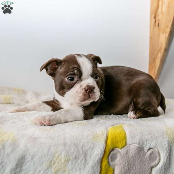 Dancer, Boston Terrier Puppy